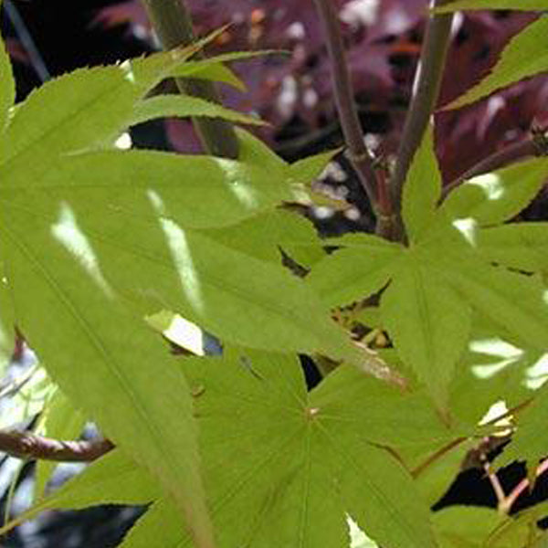 Acer palmatum 'Korean Gem' Japanese Maple