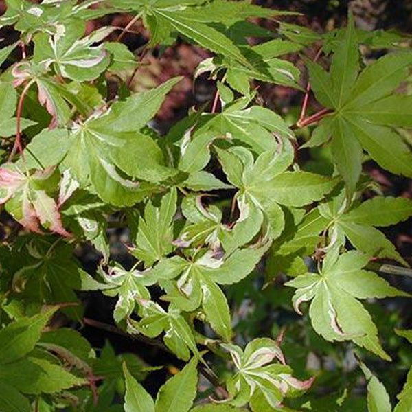 Acer palmatum 'Oridono nishiki' Japanese Maple