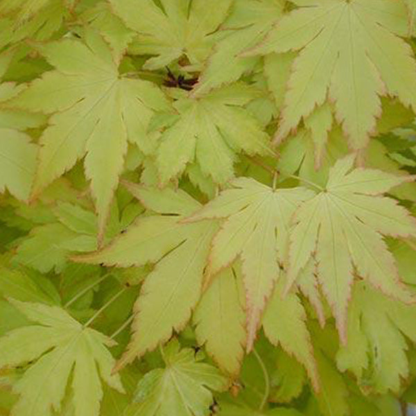 Acer palmatum 'Orange Dream' Japanese Maple