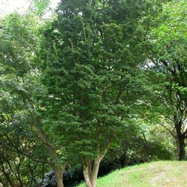 Acer palmatum 'Shishigashira' Japanese Maple
