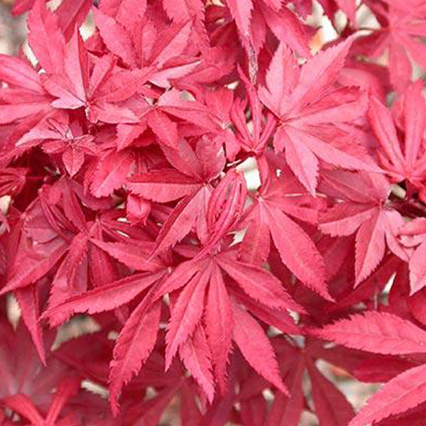 Dwarf Japanese Maple Trees for Sale | Essence of the Tree