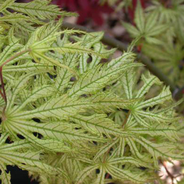 Acer palmatum 'Tiger Rose' Japanese Maple