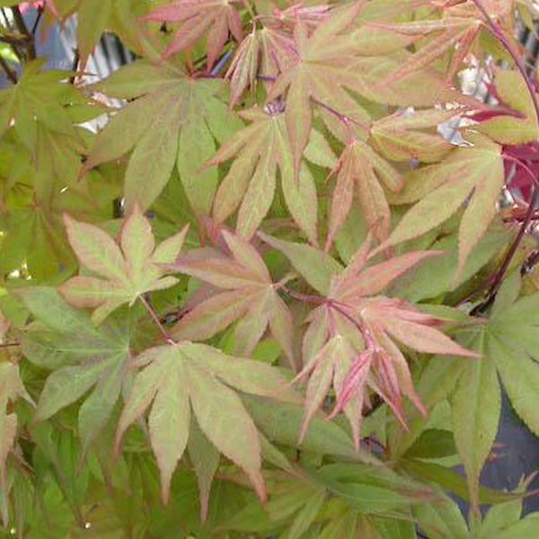 Acer palmatum 'Kurabu yama' Japanese Maple - Essence of the Tree