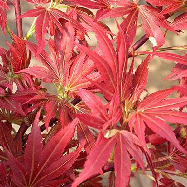 Acer palmatum 'Aratama' Japanese Maple - Essence of the Tree