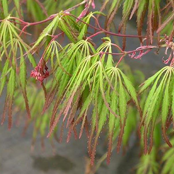 Acer palmatum 'Spring Delight' Japanese Maple - Essence of the Tree