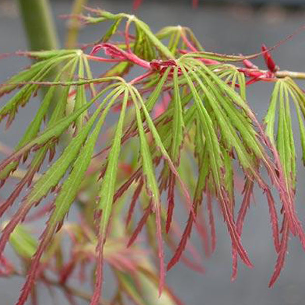 Acer palmatum 'Spring Delight' Japanese Maple - Essence of the Tree