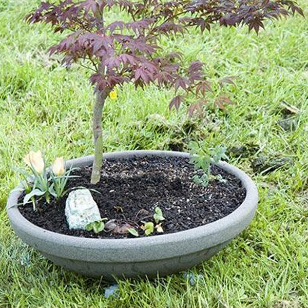 Acer palmatum 'Oshio beni' Japanese Maple Essence of the Tree