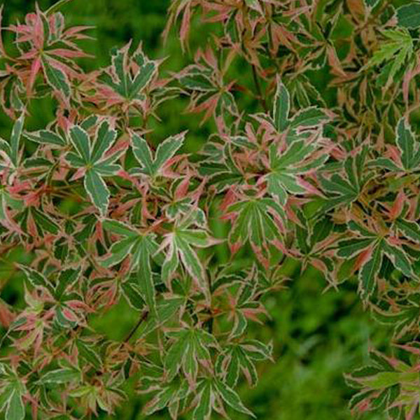 Acer palmatum 'Shojo no mai' Japanese Maple