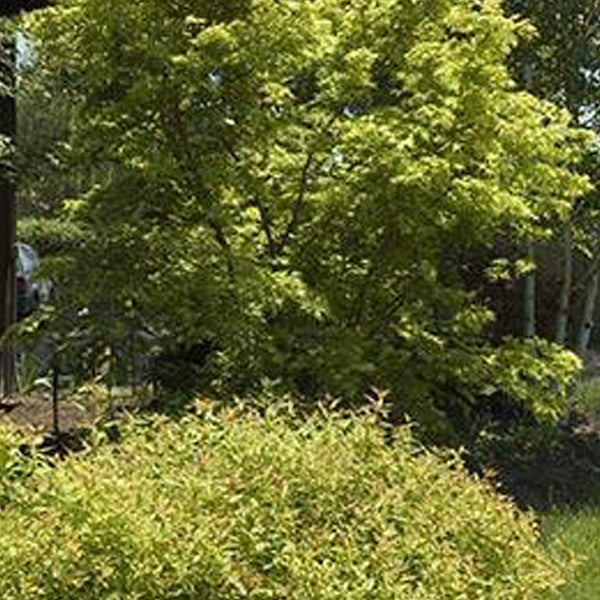 Acer palmatum 'Sango kaku' Japanese Maple