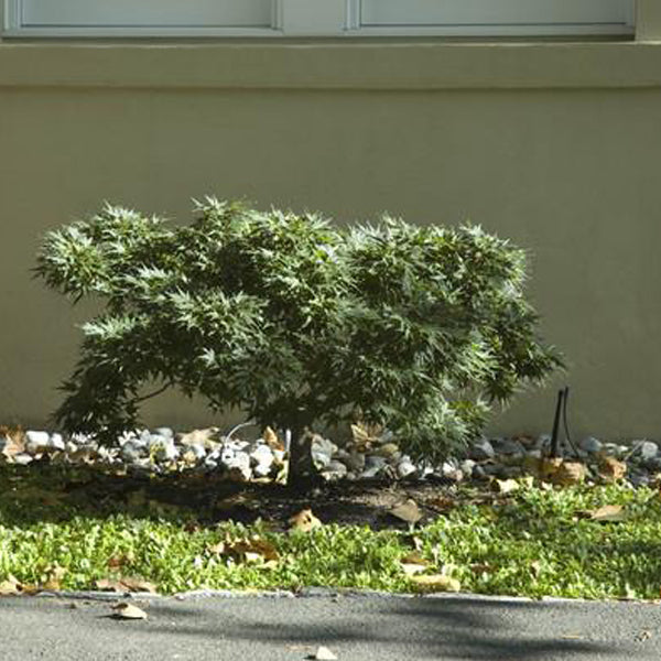 Acer palmatum 'Shishi yatsubusa' Japanese Maple