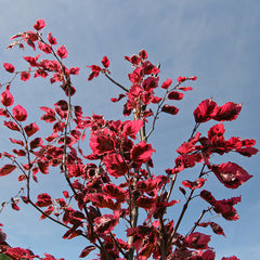 FAGUS sylvatica Roseo Marginata