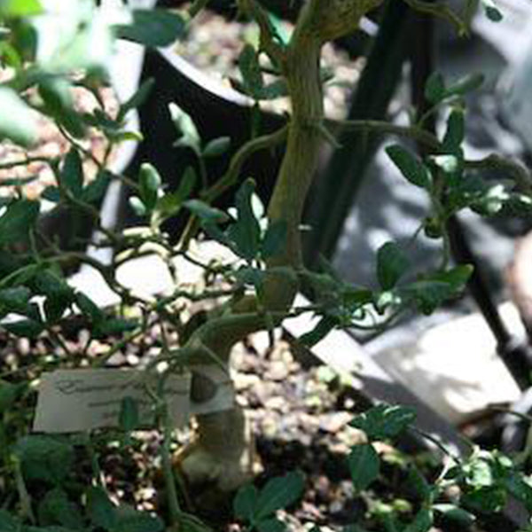 Flowering Orange Poncirus trifoliata contorta Flying Dragon