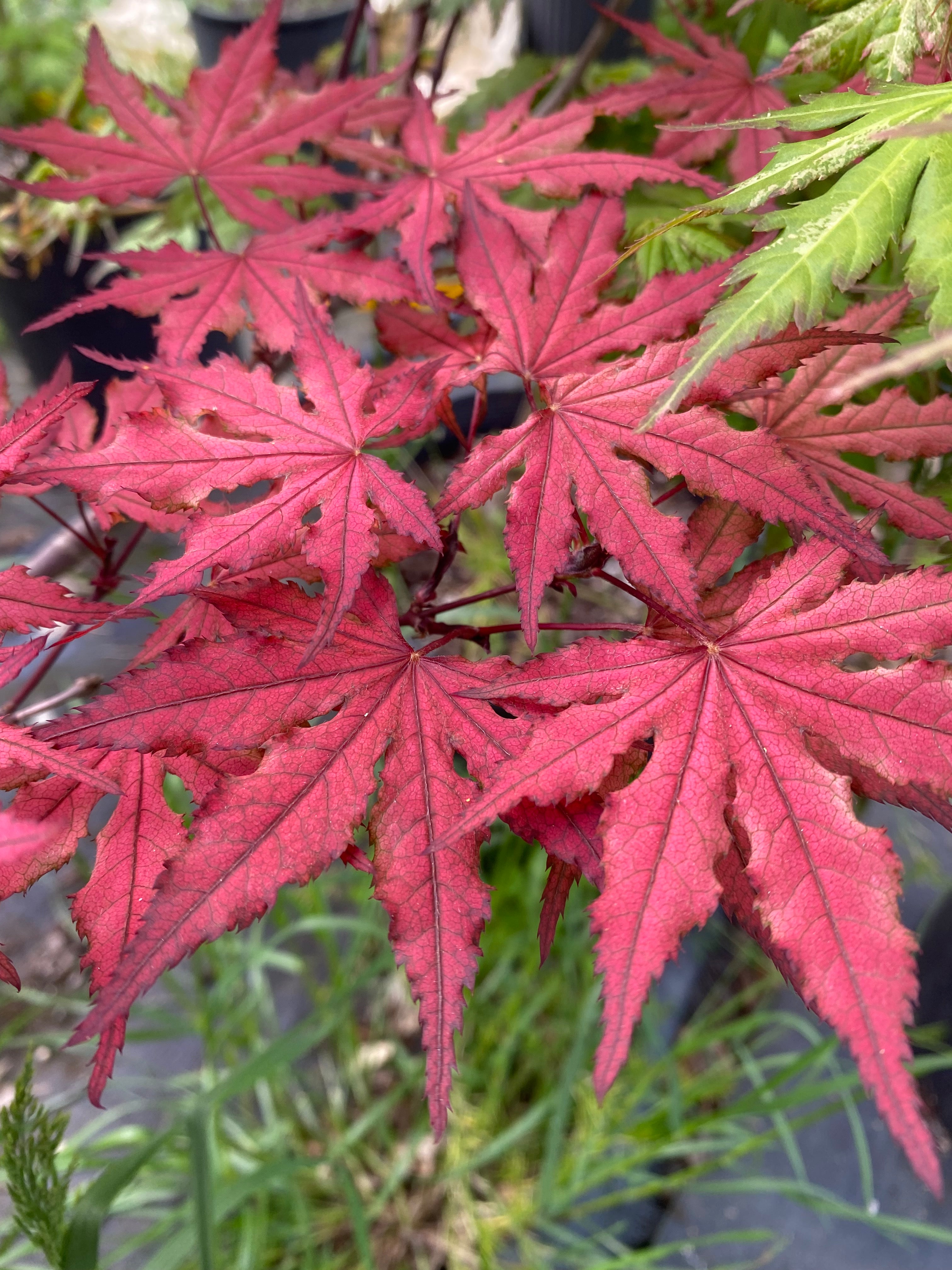 Purple Ghost Japanese Maple Japanese Maple—purple Ghost