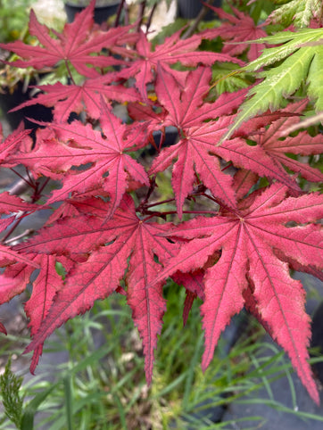 Acer palmatum 'Purple Ghost' Japanese Maple