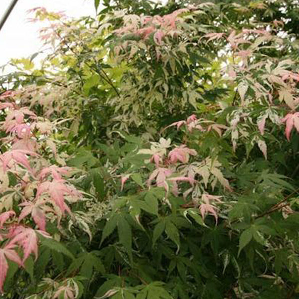 Acer palmatum 'Ilarian' Japanese Maple