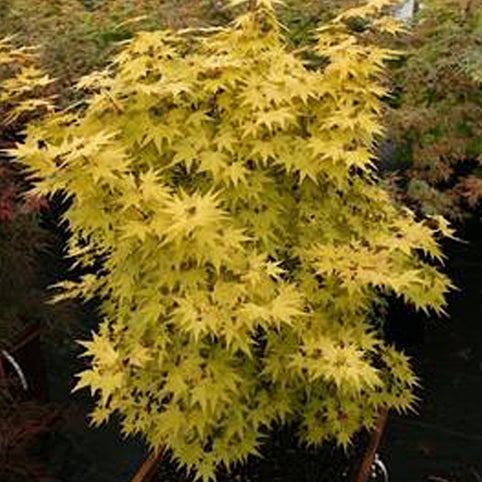 Acer palmatum 'Akane' Japanese Maple