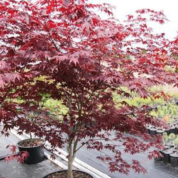 Acer palmatum 'Italy Red' Japanese Maple