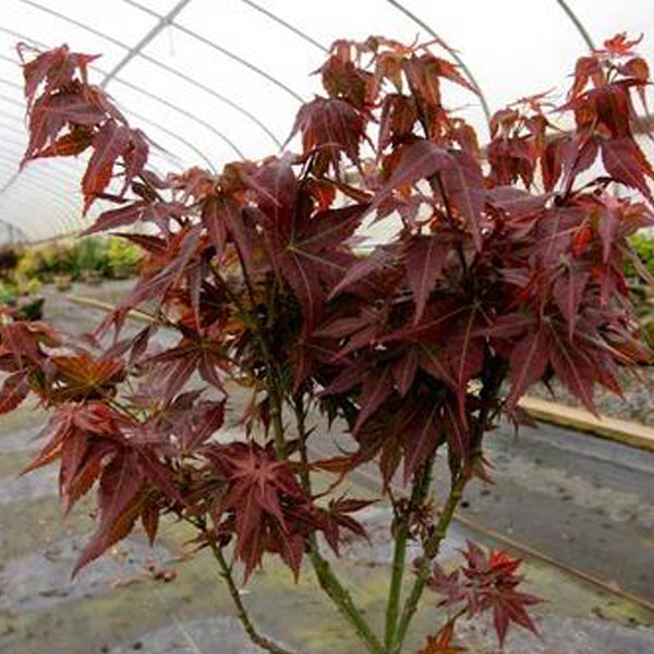 Acer palmatum 'Kurenai jishi' Japanese Maple