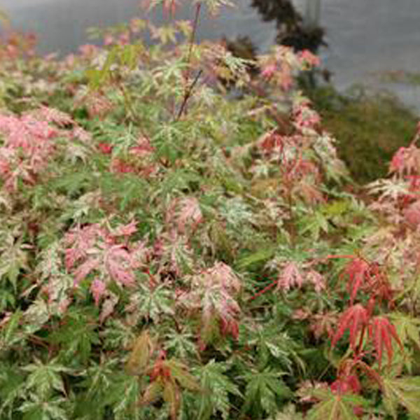Acer palmatum 'Tsuri no mai' Japanese Maple