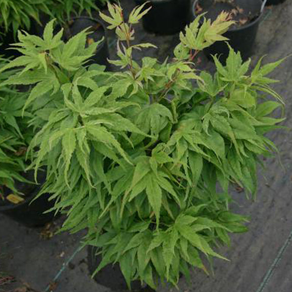 Acer palmatum 'Mayday' Japanese Maple