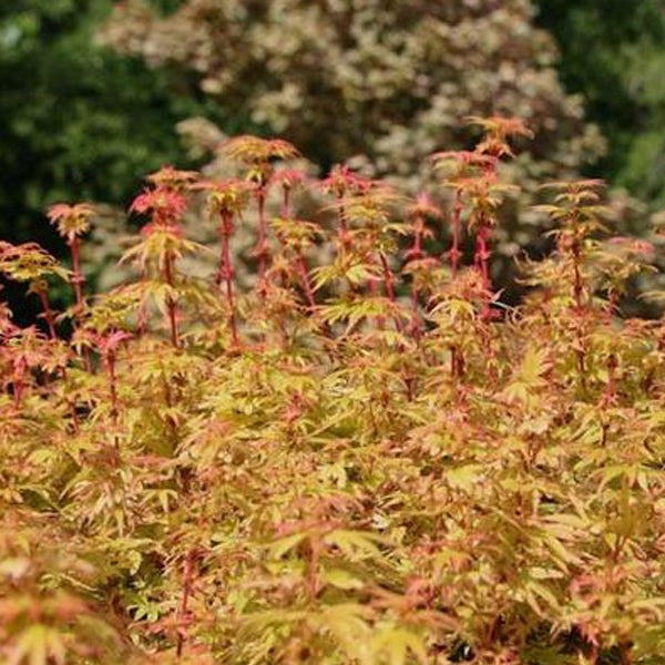 Acer palmatum 'Little Sango' Japanese Maple