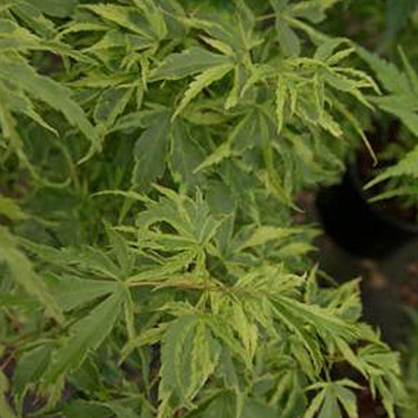 Acer palmatum 'Ginja' Japanese Maple