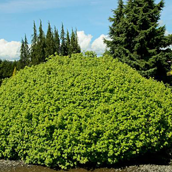 Acer circinatum 'Little Gem' Japanese Maple