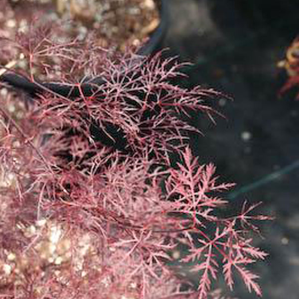 Red Filigree Red Filigree Lace Japanese Maple – Finely cut laceleaf foliage with ...