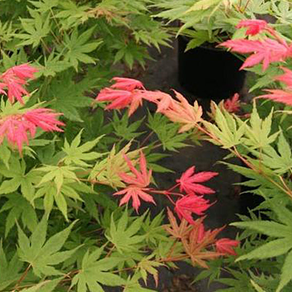 Acer palmatum 'Beni musume' Japanese Maple - Essence of the Tree