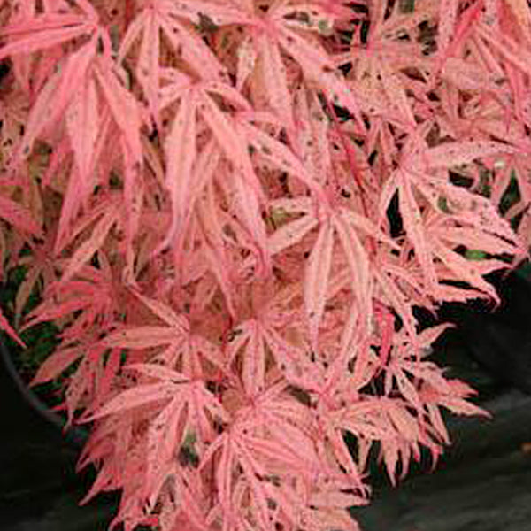 Acer palmatum 'Geisha' Japanese Maple