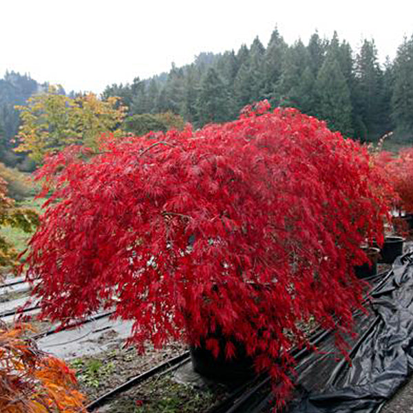 Acer palmatum 'Autumn Fire' Japanese Maple