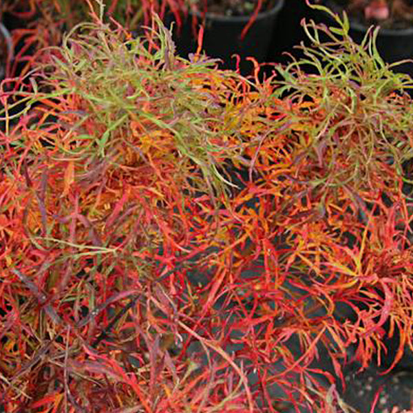 Acer japonicum 'Gossamer' Japanese Maple