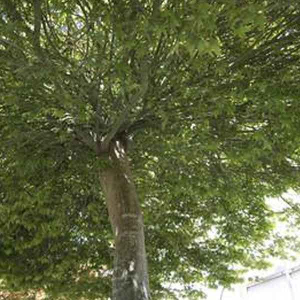 Acer palmatum 'Tama hime' Japanese Maple