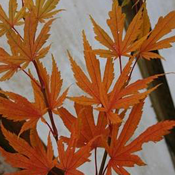 Acer palmatum 'Beni musume' Japanese Maple - Essence of the Tree