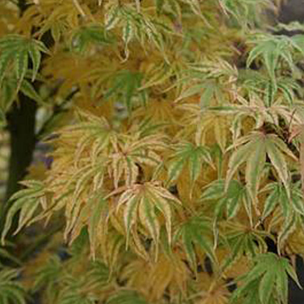 Acer palmatum 'Ikandi' Japanese Maple