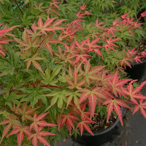 Acer palmatum 'Phoenix' Japanese Maple