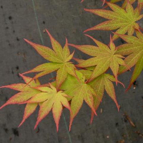 Acer palmatum 'Ogi tsuma gaki' Japanese Maple