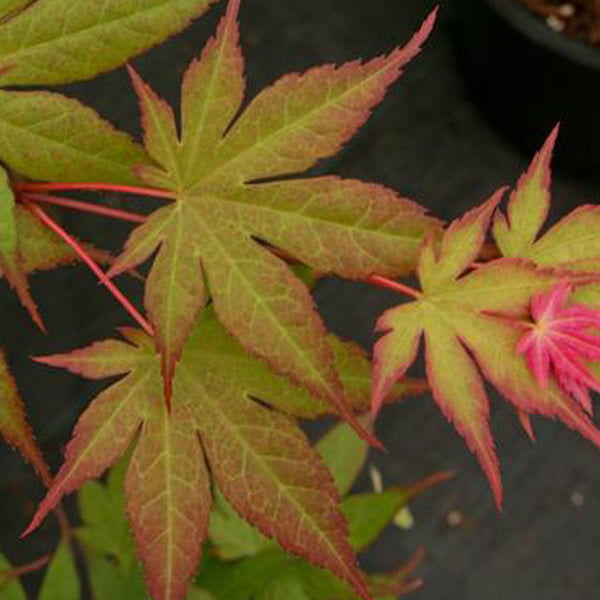 Acer palmatum 'Ogi tsuma gaki' Japanese Maple
