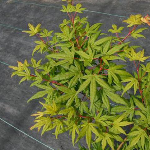 Acer palmatum 'Seiun kaku' Japanese Maple