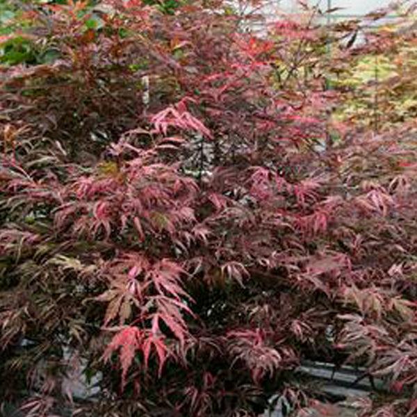 Acer palmatum 'Liliannes Jewel' Japanese Maple