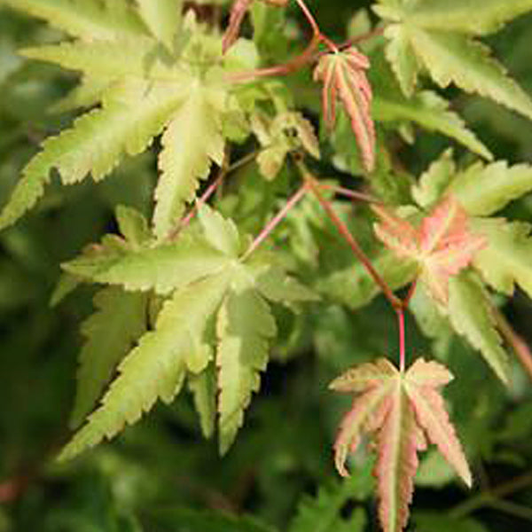 Calico Tree Acer palmatum 'Calico' Japanese Maple - Essence of the Tree