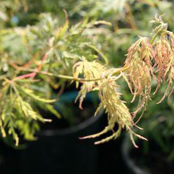 Acer palmatum 'Lemon Lime Lace' Japanese Maple