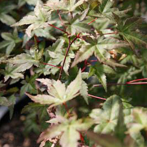 Acer palmatum 'Shin deshojo' Japanese Maple