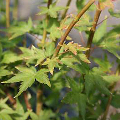 min-maple様 Buy Acer palmatum 'Mikawa x sharps' Dwarf Japanese Maple