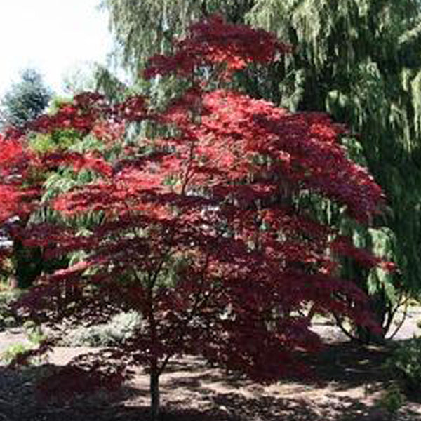purple ghost bonsai tree Purple Ghost Japanese Maple – Iridescent reddish-purple spring foliage shifting to purple