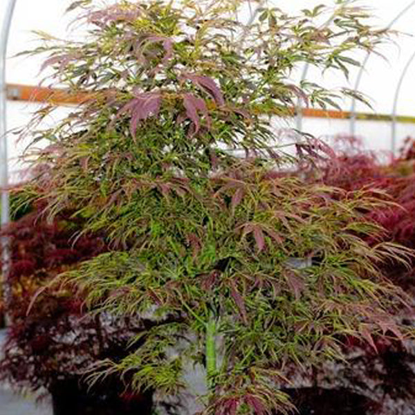 Acer palmatum 'Manyo no sato' Japanese Maple