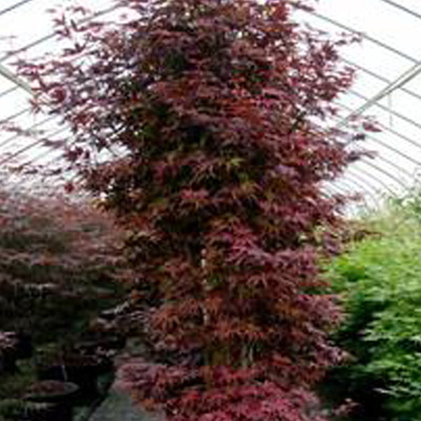 Acer palmatum 'Red Sentinal' Japanese Maple