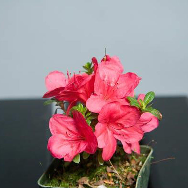 Companion Plants Essence of the Tree