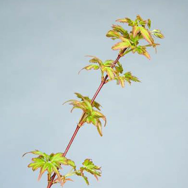 Acer palmatum 'Koto maru' Japanese Maple - Essence of the tree