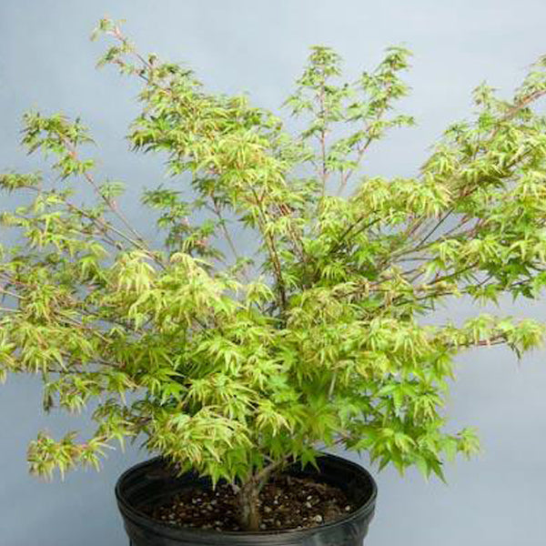 Acer palmatum 'Otohime' Japanese Maple
